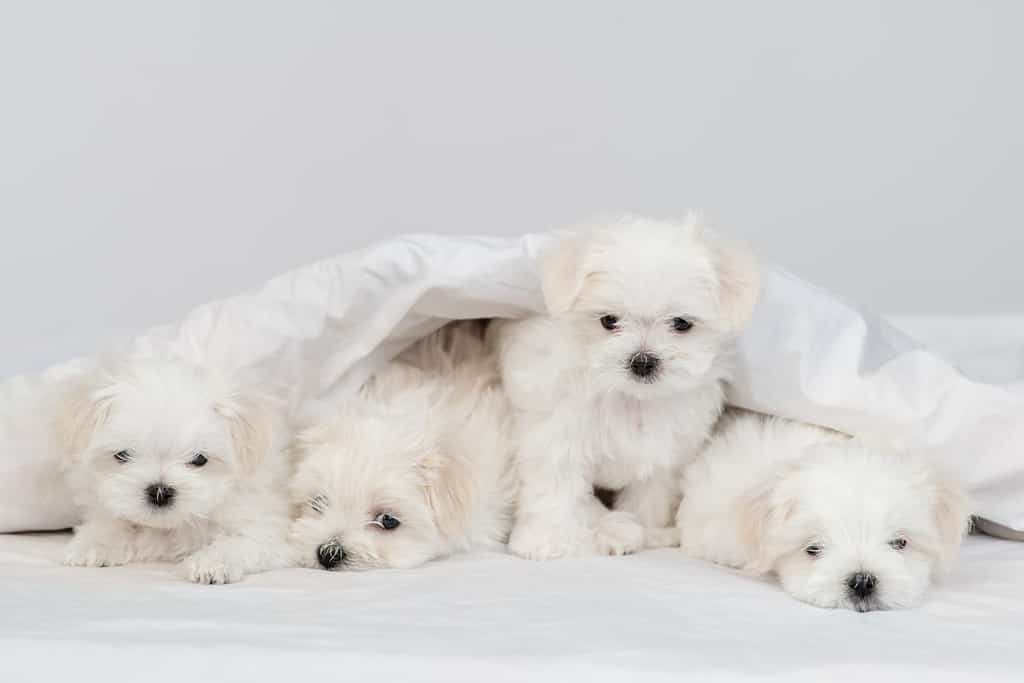 Maltese puppies for adoption