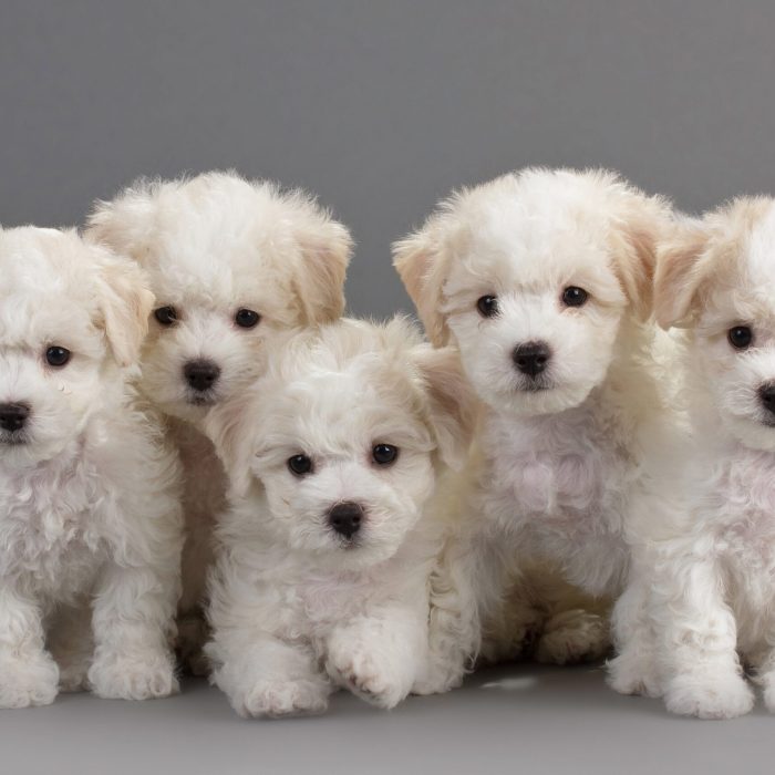 These puppies are cute, adorable, and for sale in georgia! Call today!